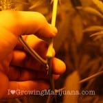 super-cropping-cannabis-pruning-techniques