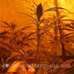 super-cropping-marijuana-pruning-techniques
