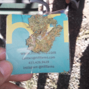 sweet island skunk hifi farms marijuana