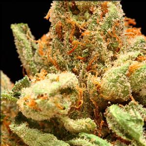 thai og marijuana strain