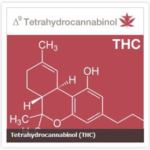 How Many Cannabinoids Are There? Different Marijuana Cannabinoids Explained