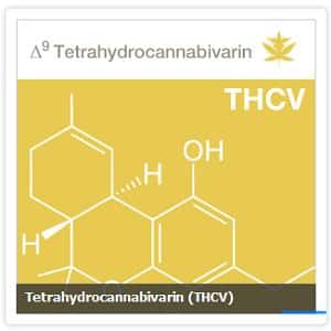thcv marijuana human trials