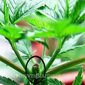topping marijuana plants increase yield