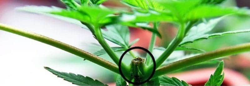 topping marijuana plants