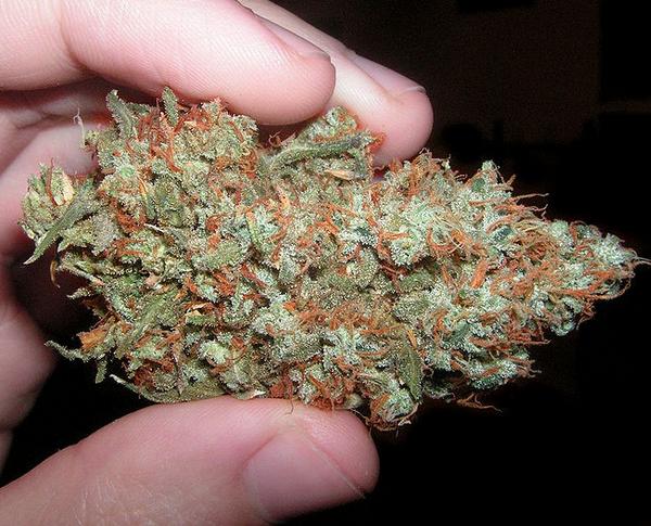 trainwreck marijuana strain