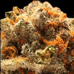 trinoble marijuana strain