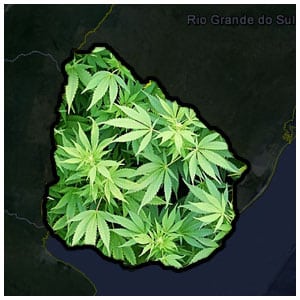 uruguay marijuana