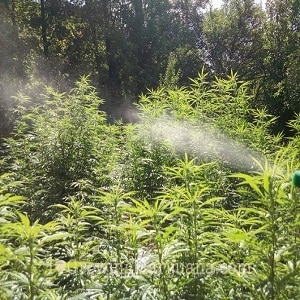 water marijuana plants