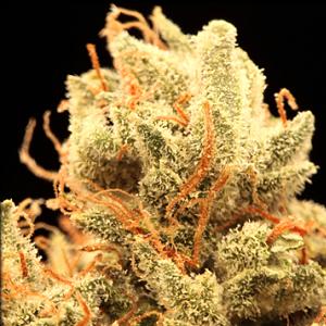 white fire marijuana strain