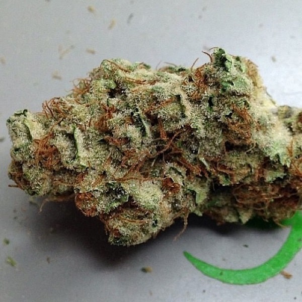 white rhino marijuana strain