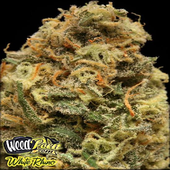 white rhino marijuana strain