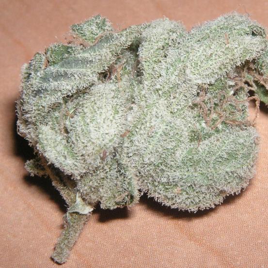 white widow marijuana strain