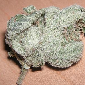 white widow marijuana strain