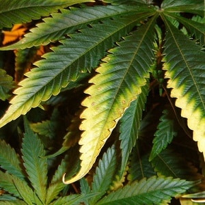 yellow leaves marijuana plants
