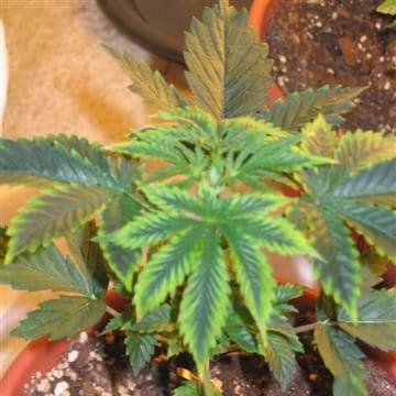zinc deficiency marijuana plant