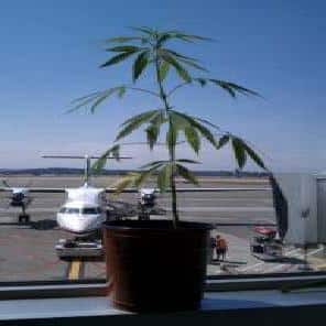 Marijuana airplane