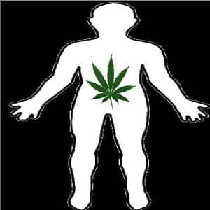 human body and cannabis