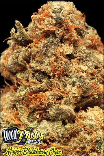 master blackberry ogre marijuana strain